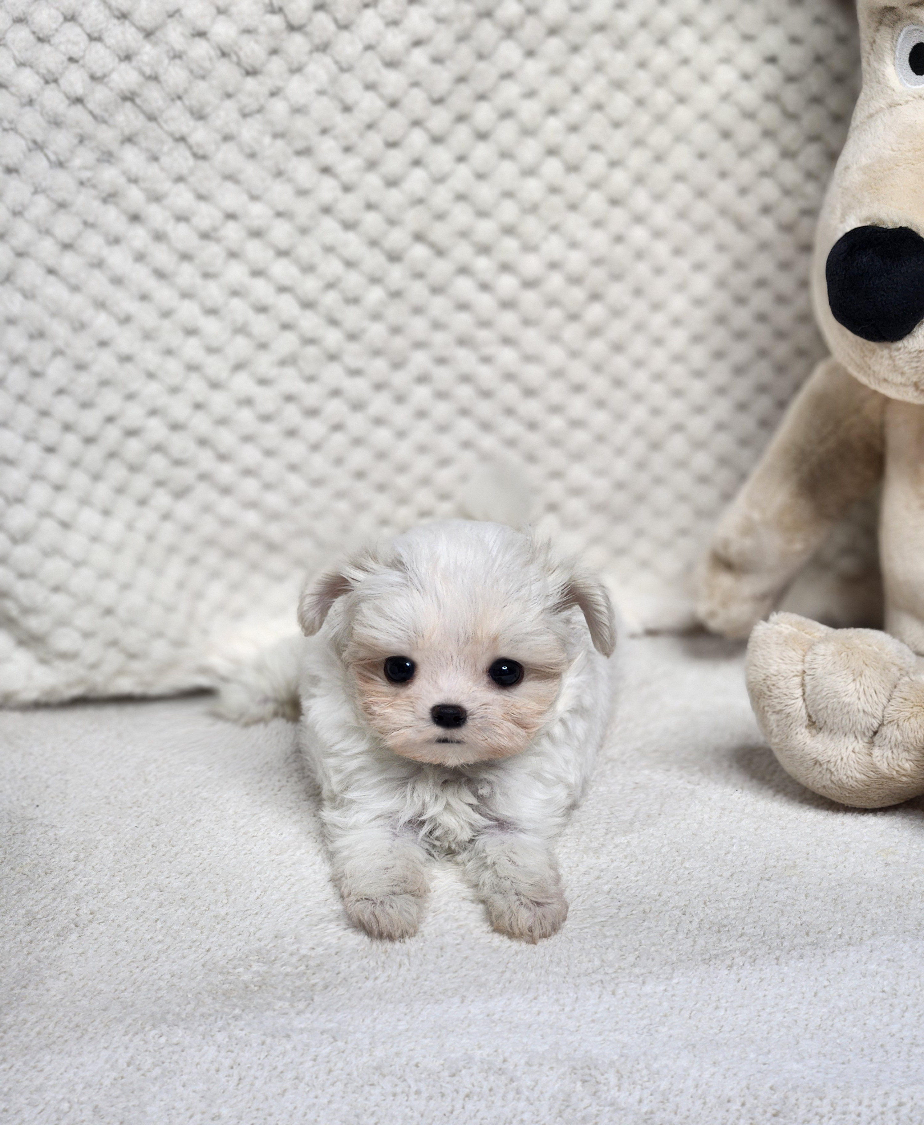 말티푸 분양합니다