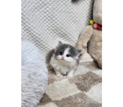 브리티쉬숏헤어 분양합니다