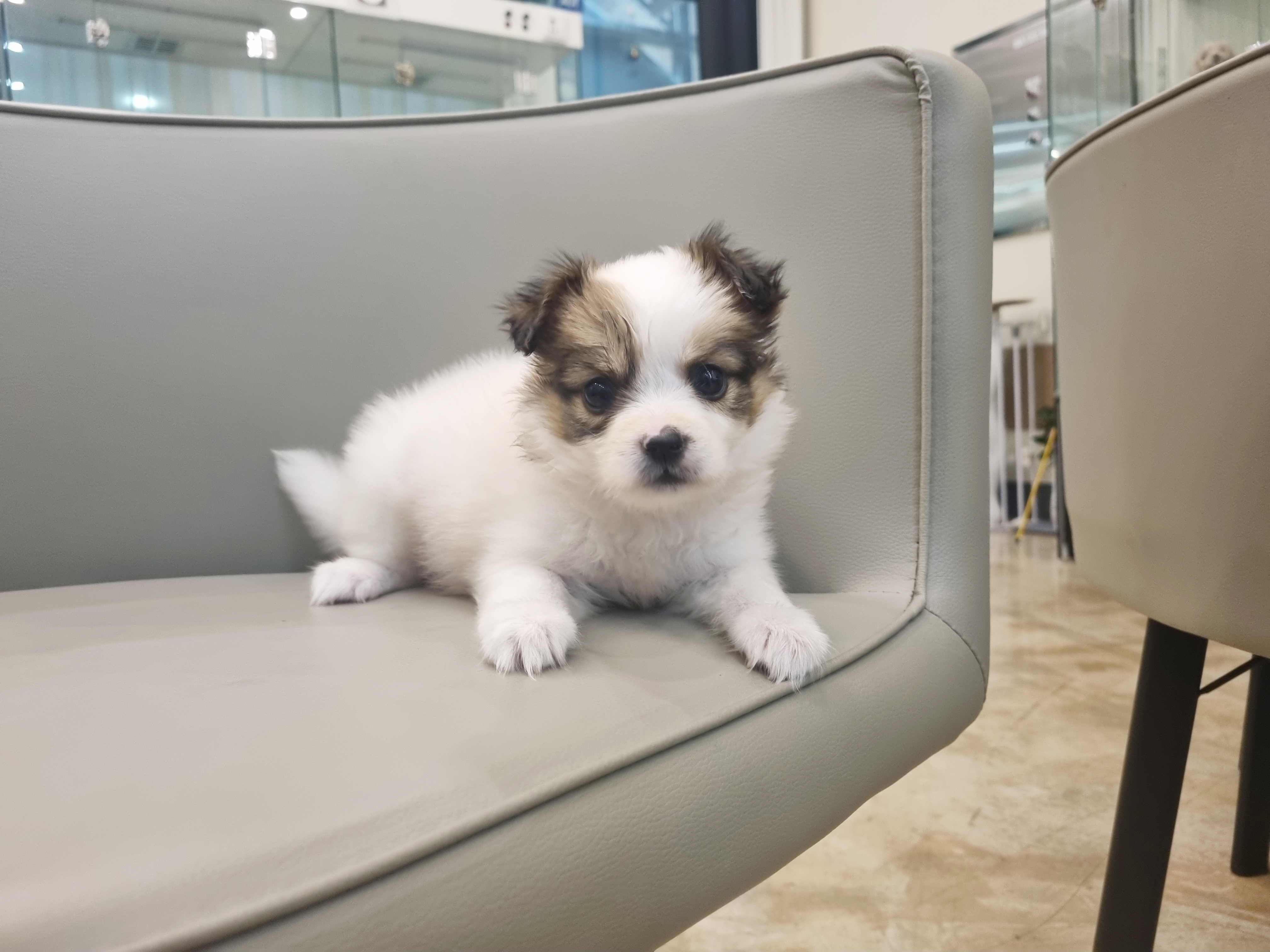 빠삐용분양합니다