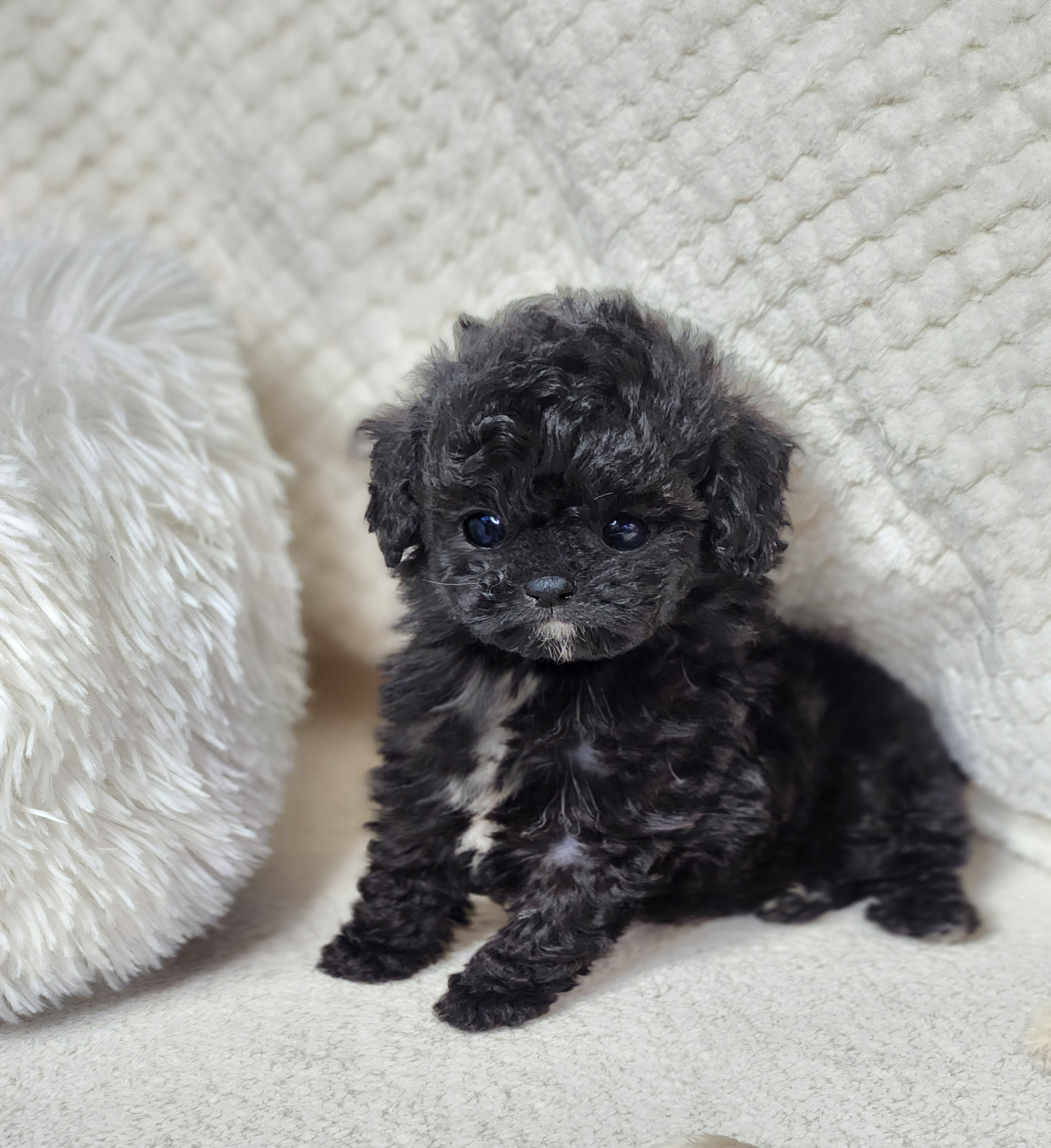 실버토이푸들 분양합니다