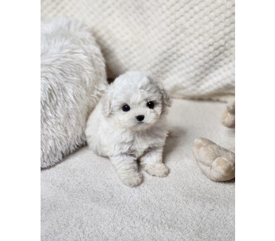 미니비숑 분양합니다