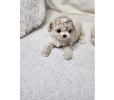 푸숑 분양합니다