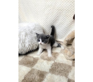 브리티쉬숏헤어 분양합니다