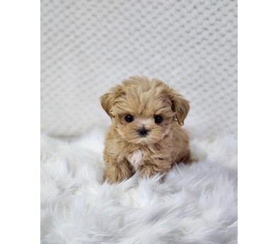 말티푸 분양합니다