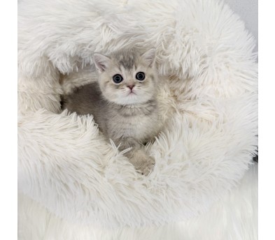 브리티시 분양합니다