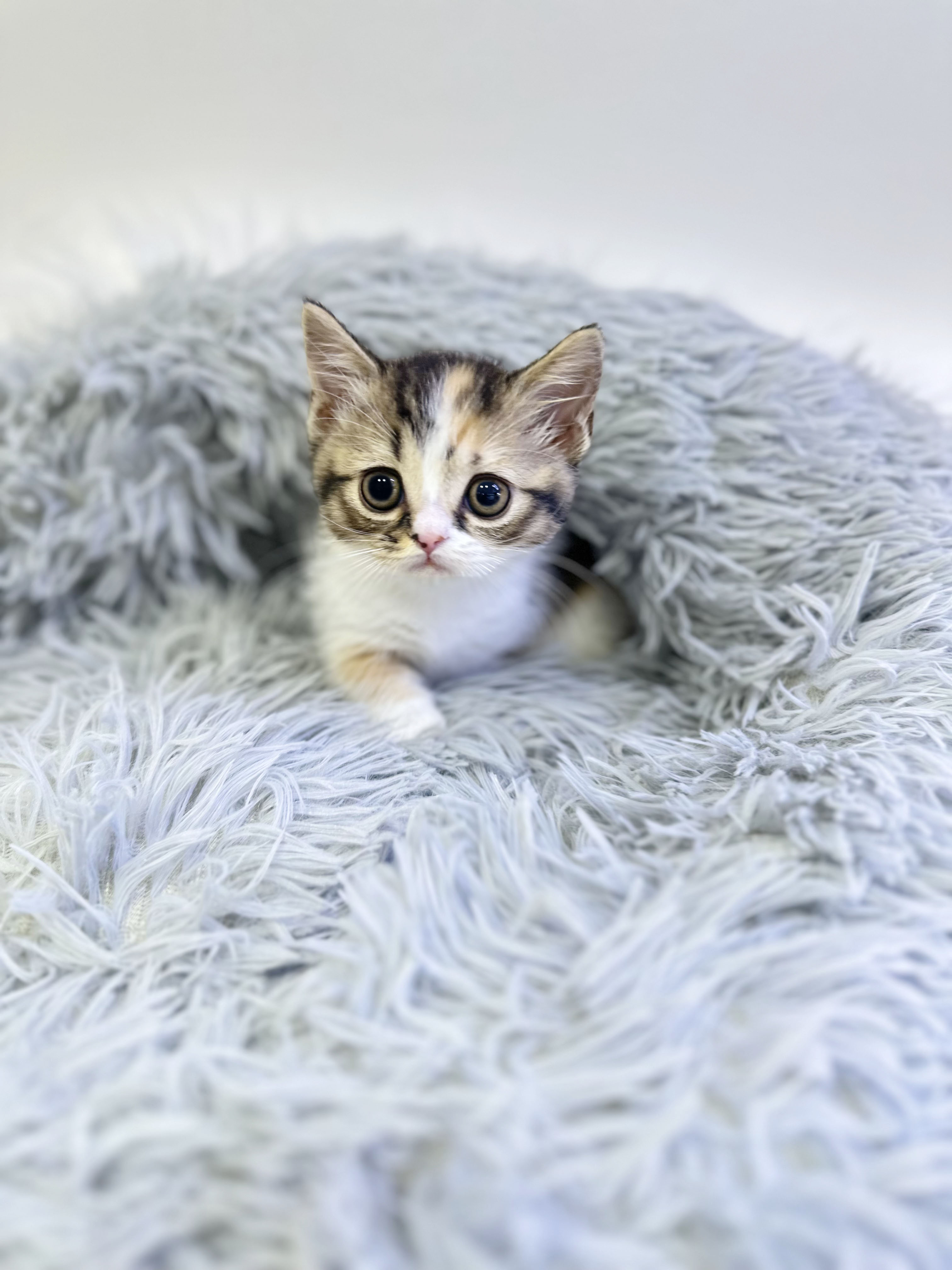 먼치킨 분양합니다!