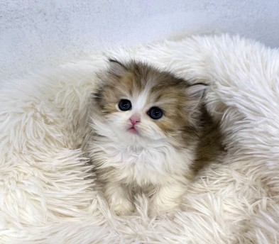 브리티시 롱헤어 분양합니다!