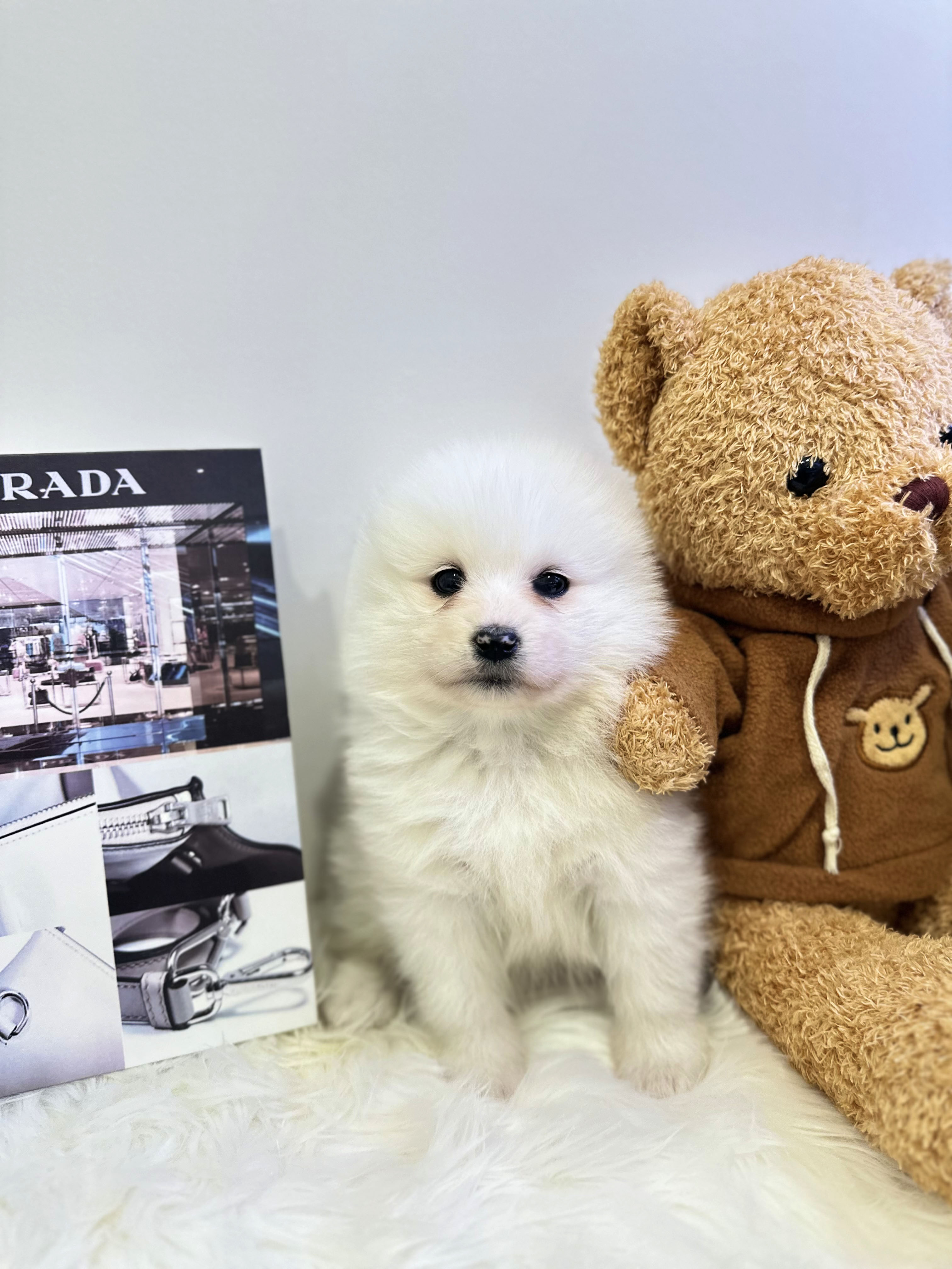 사모예드 입양합니다